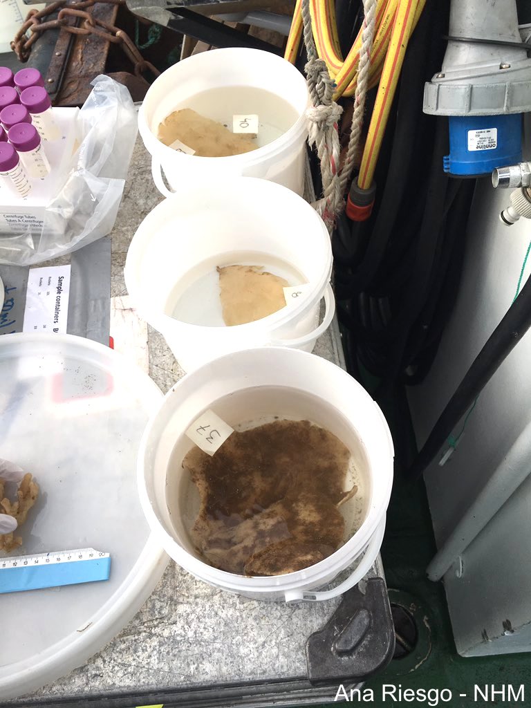 Deep-sea sponges from Norwegian fjords sampled by the EU project SponGES