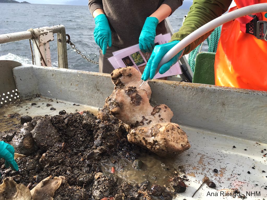 Washing deep-sea Porifera during a short cruise in Norwegian fjords