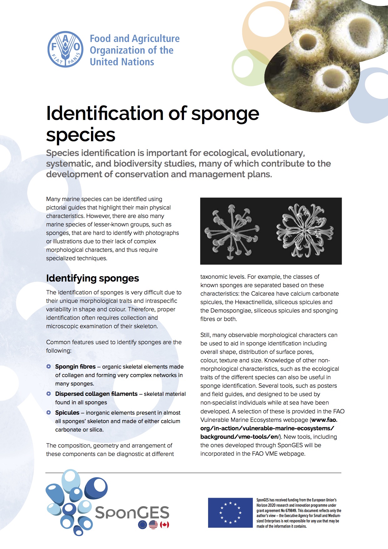 SponGES FAO Identification Sponges