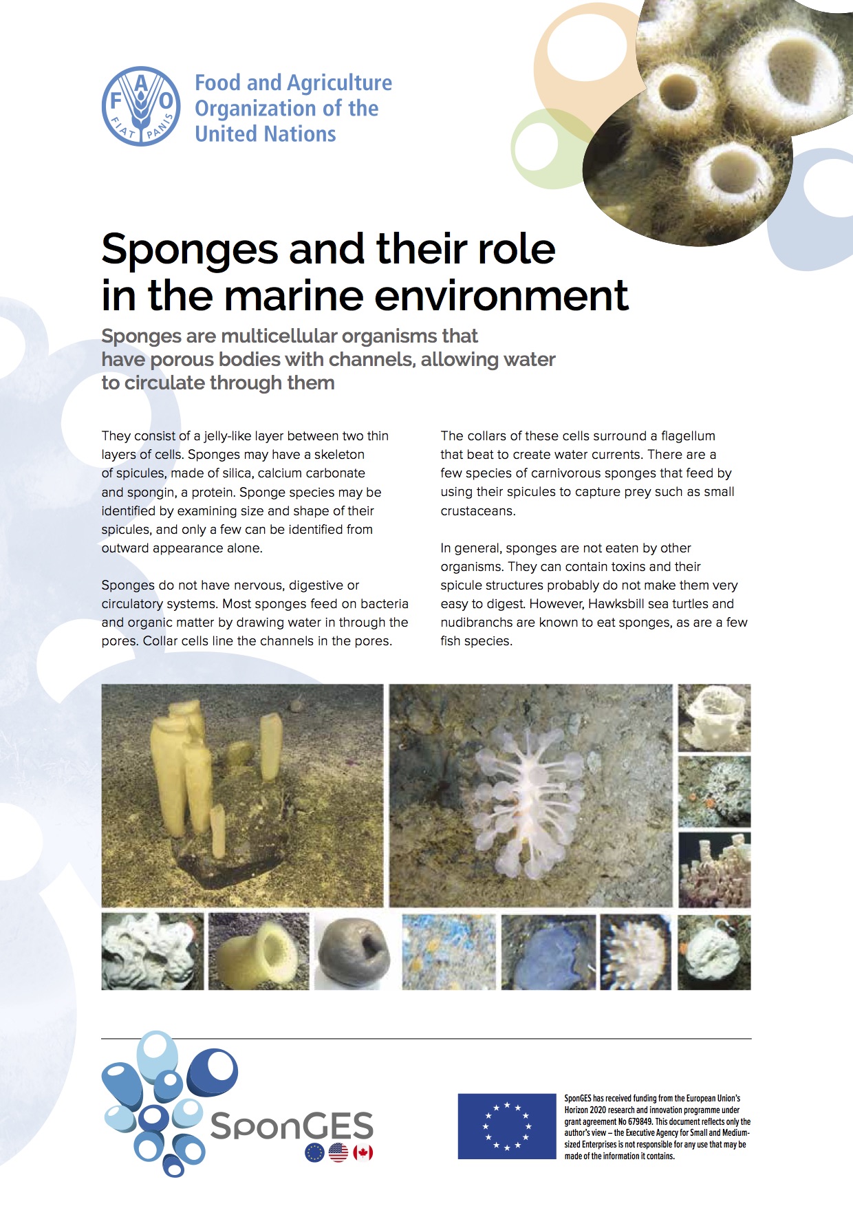 SponGES FAO role of sponges