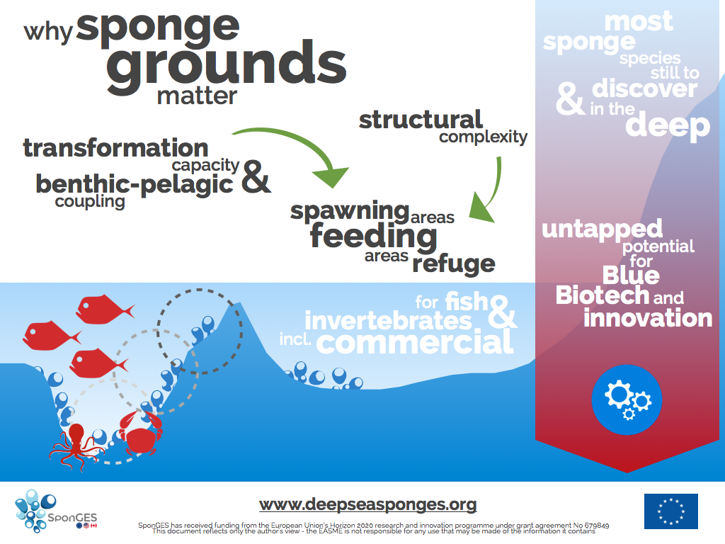 SponGES infographic fact sheet