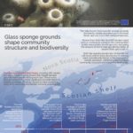 SponGES infographic deep sea